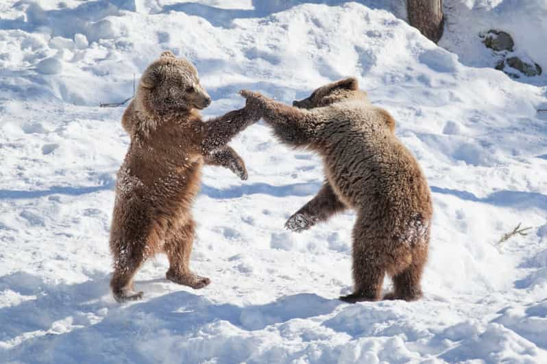 Rovaniemi : Journée au parc animalier Ranua Arctic Zoo | GetYourGuide