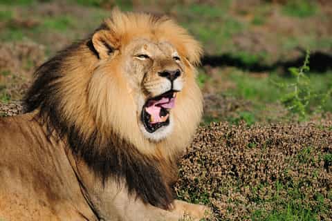 ab port elizabeth safaritour im addoelefantenpark