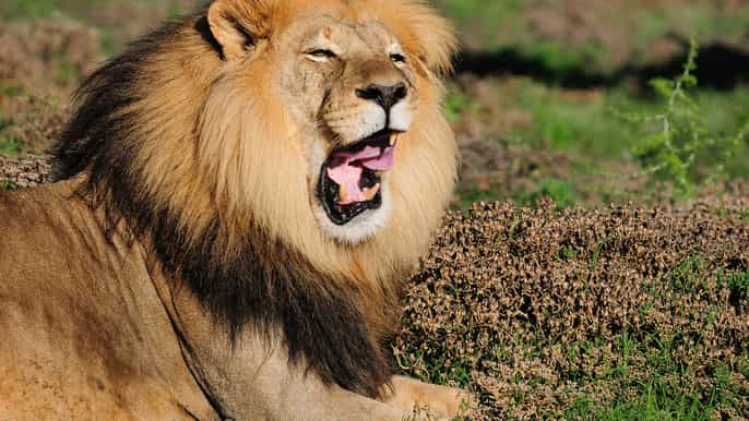 from port elizabeth addo elephant park safari tour