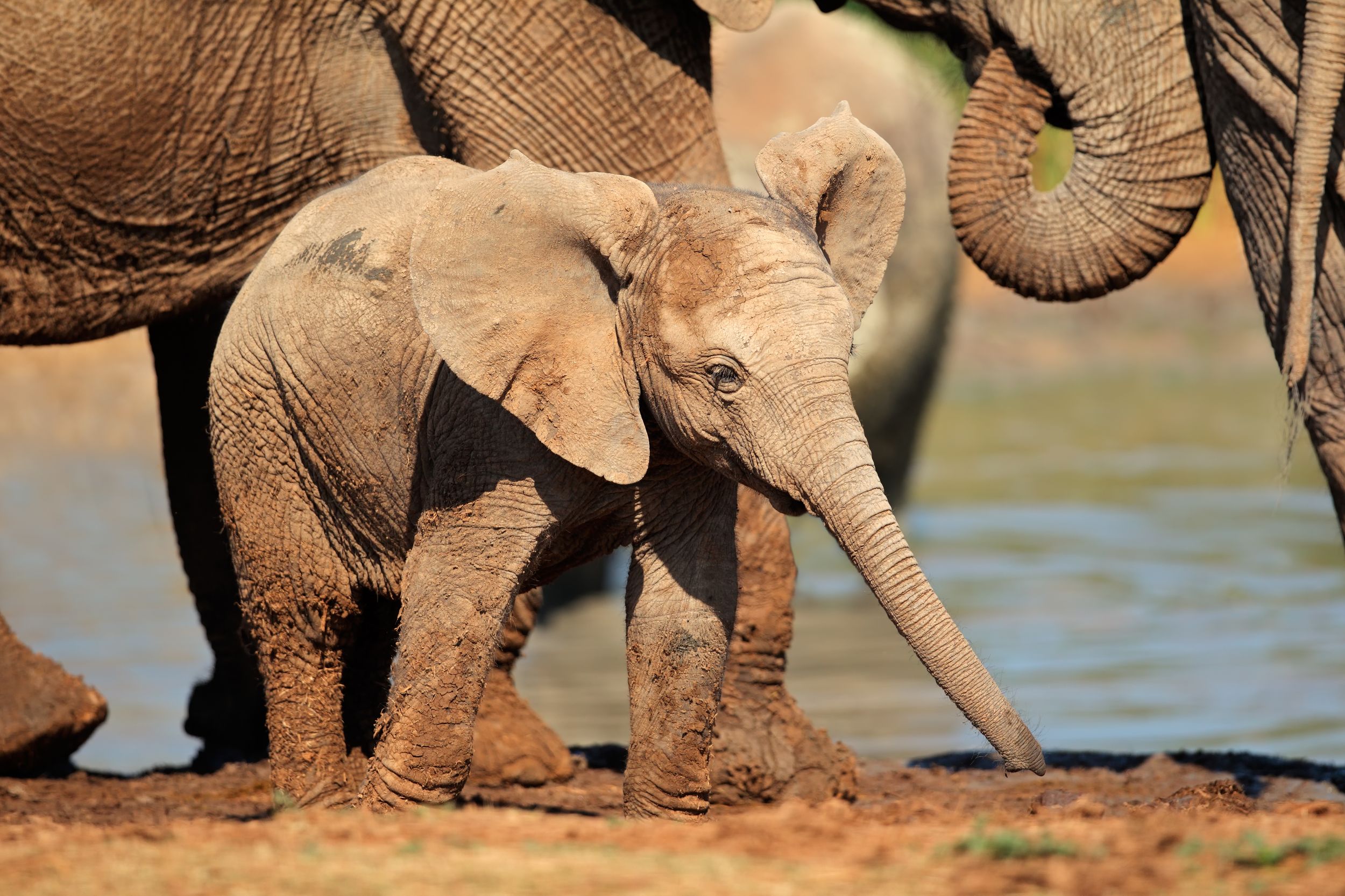 Port Elizabeth: Addo-Elefanten-Park All-Inclusive-Tagessafari
