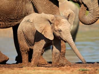 “All-inclusive” day safari from Port Elizabeth