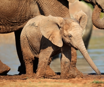 Port Elizabeth: Addo Elephant Park Full-Day Safari
