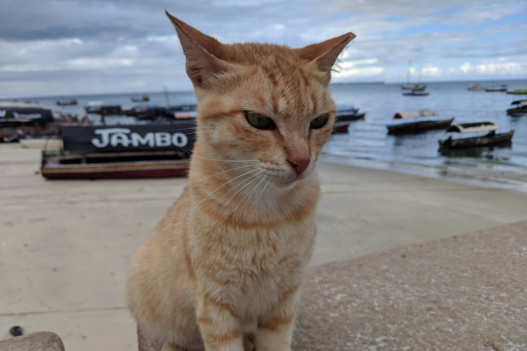 Zanzibar: Excursão Ilha Changuu e Cidade de Pedra com Almoço