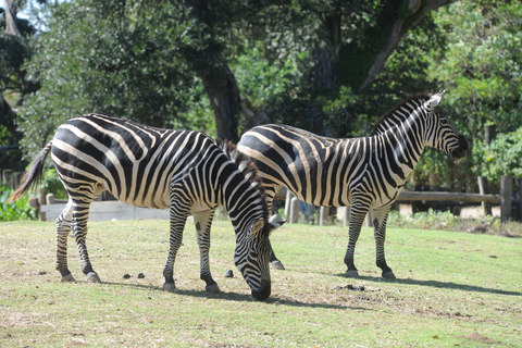 New Orleans: Audubon Zoo Ticket and Combination Option Audubon Zoo, Aquarium, and Insectarium Combo Ticket