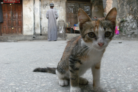 Zanzibar: Stone Town &amp; Spice Farm Tour med lunchTur med Beach Hotel Transfer