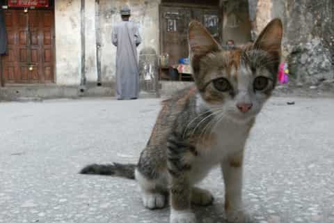 Zanzibar: Stone Town & Spice Farm Tour with Lunch