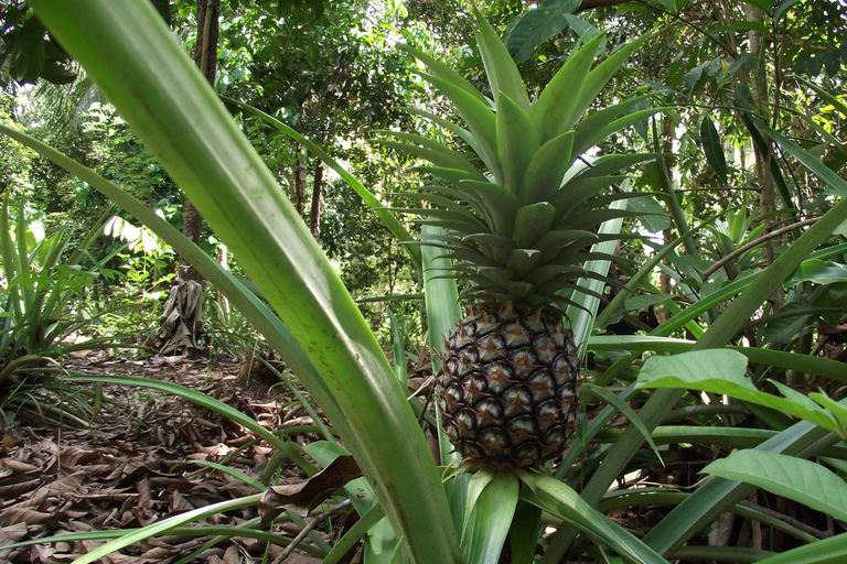 Zanzibar: Stone Town & Spice Farm Tour avec déjeunerTour avec transfert à l'hôtel de plage