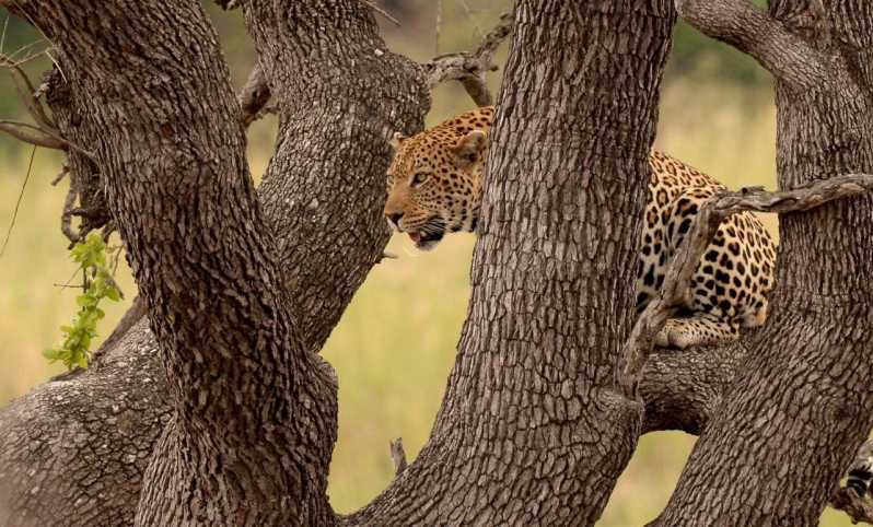 From Johannesburg: Full-Day Kruger National Park Safari