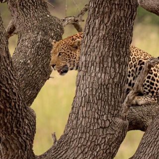 Van Johannesburg: safari van een hele dag Kruger National Park