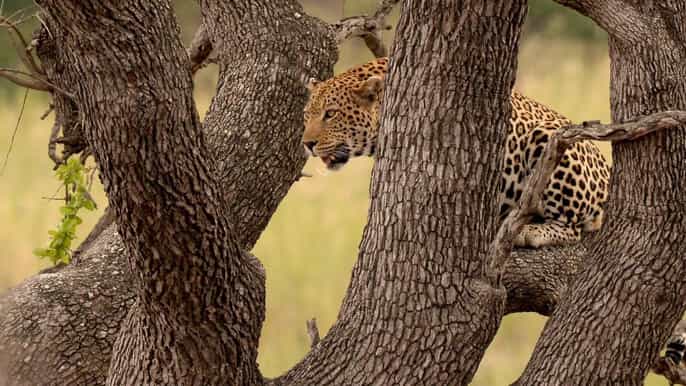 from johannesburg fullday kruger national park safari