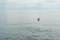 De Killybegs, Sliabh Liag Cliffs Coastal Boat Tour - Housity