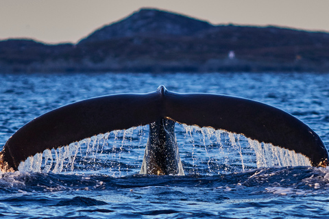 From Tromso: Whale Watching in Magic Skjervoy