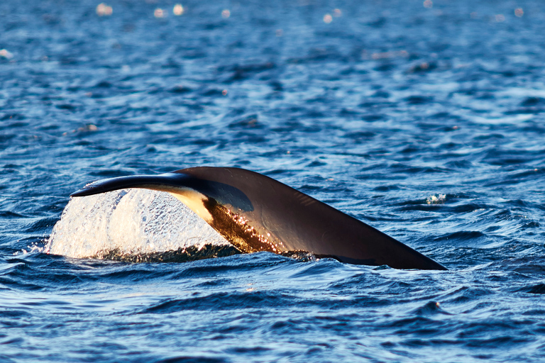 From Tromso: Whale Watching in Magic Skjervoy