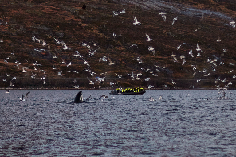 From Tromso: Whale Watching in Magic Skjervoy