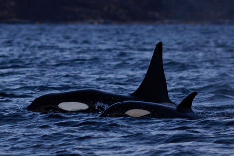 From Tromso: Whale Watching in Magic Skjervoy