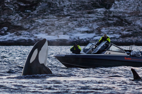 From Tromso: Whale Watching in Magic Skjervoy