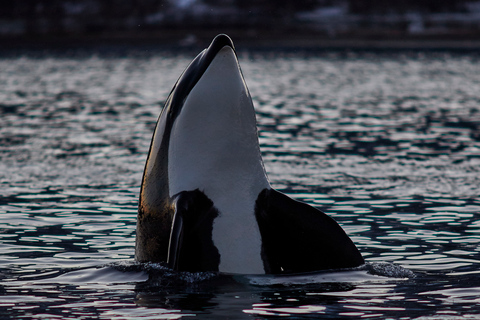 From Tromso: Whale Watching in Magic Skjervoy