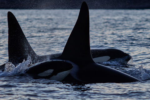 From Tromso: Whale Watching in Magic Skjervoy