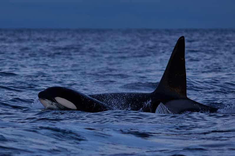 Da Tromso: Osservazione Delle Balene Nella Magica Skjervoy | GetYourGuide