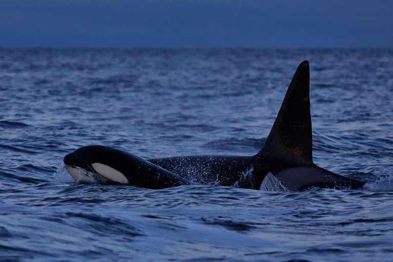 From Tromso: Whale Watching in Magic Skjervoy