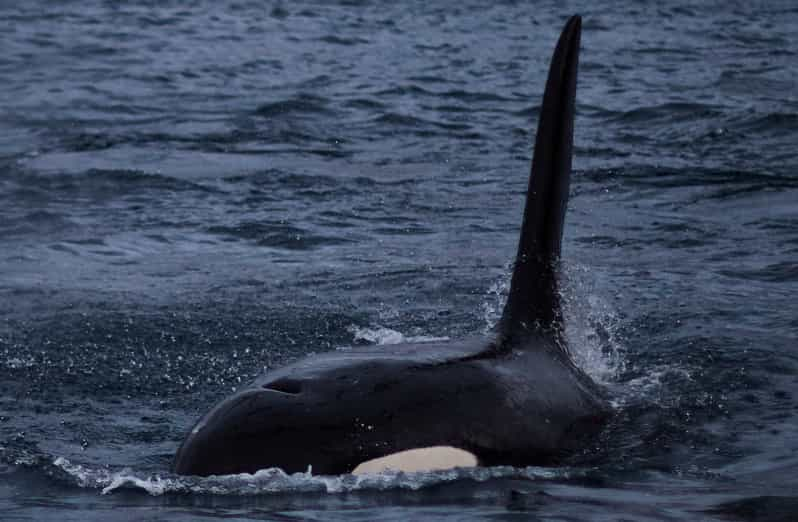 Da Tromso: Osservazione Delle Balene Nella Magica Skjervoy | GetYourGuide