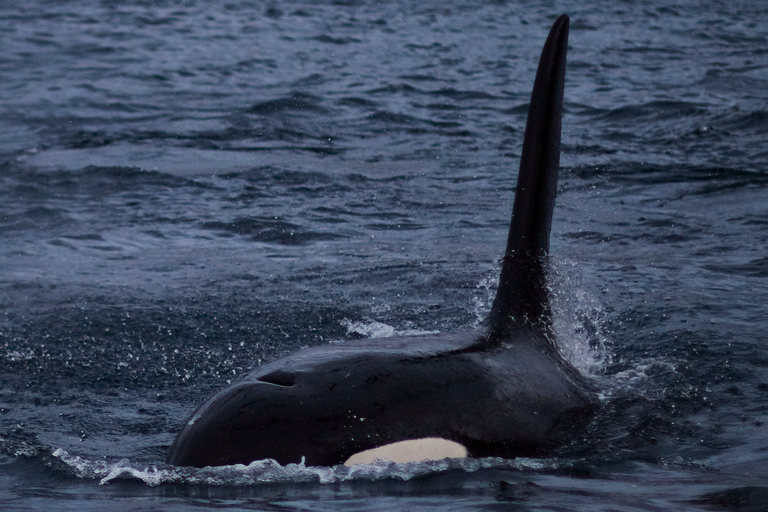 From Tromso: Whale Watching in Magic Skjervoy