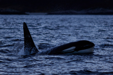 From Tromso: Whale Watching in Magic Skjervoy