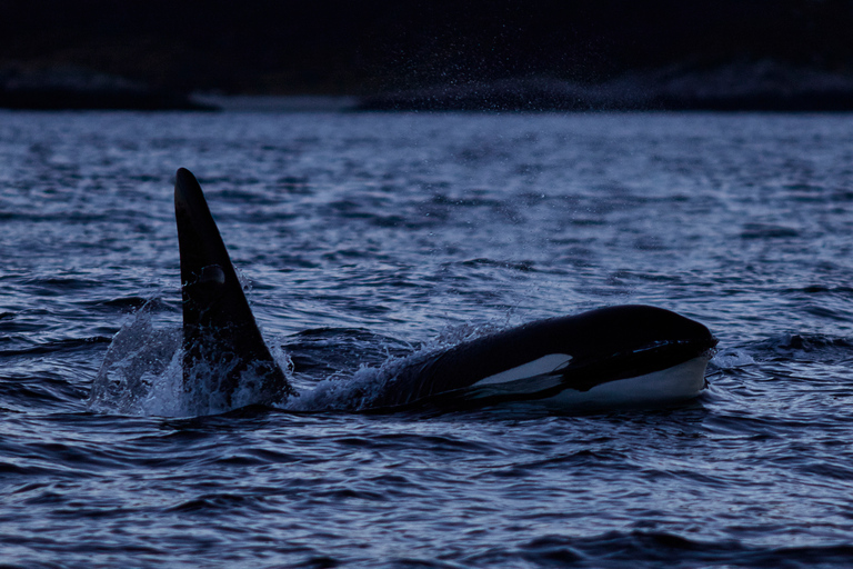 From Tromso: Whale Watching in Magic Skjervoy