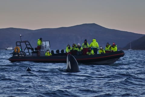 From Tromso: Whale Watching in Magic Skjervoy