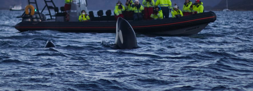 Fra Tromsø: Hvalsafari ved magiske Skjervøy
