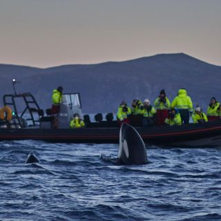 Van Tromso: walvissen spotten in Magic Skjervoy