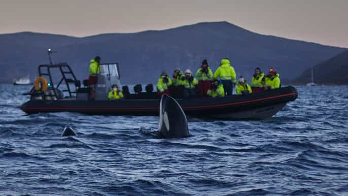 tromsø avvistamento balene nella magica skjervoy