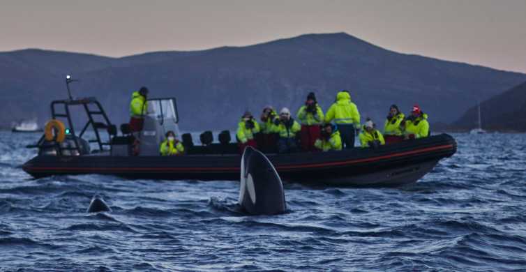 From Tromso Whale Watching in Magic Skjervoy