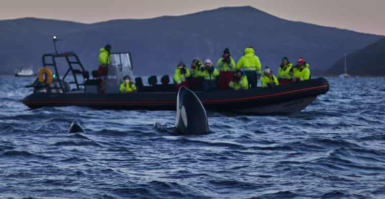 From Tromso Whale Watching in Magic Skjervoy