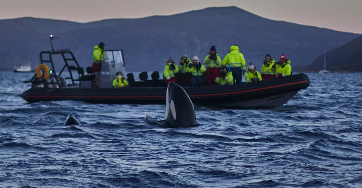 Da Tromsø: Avvistamento Balene Nella Magica Skjervoy | GetYourGuide