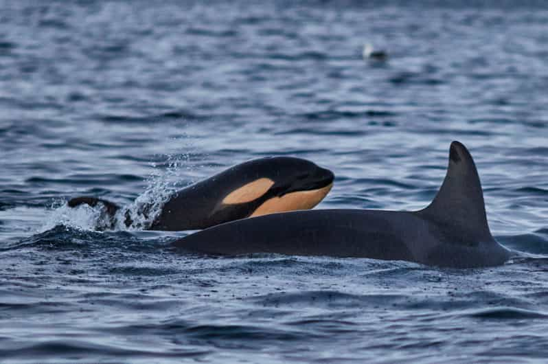 Fra Tromsø: Hvalsafari I Magiske Skjervoy | GetYourGuide