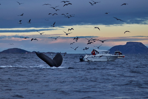 From Tromso: Whale Watching in Magic Skjervoy