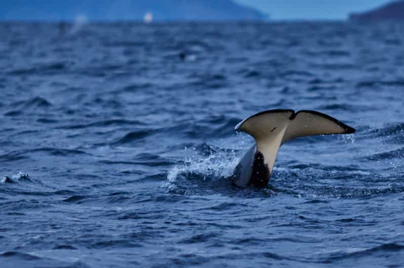 Da Tromso: Osservazione Delle Balene Nella Magica Skjervoy | GetYourGuide