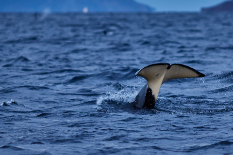 From Tromso: Whale Watching in Magic Skjervoy