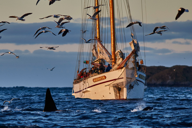 From Tromso: Whale Watching in Magic Skjervoy