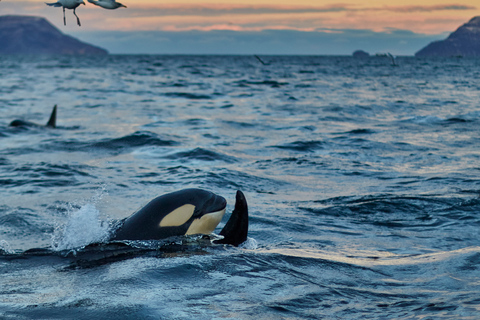 From Tromso: Whale Watching in Magic Skjervoy