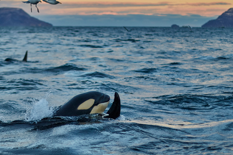 From Tromso: Whale Watching in Magic Skjervoy