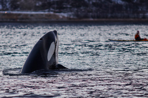 From Tromso: Whale Watching in Magic Skjervoy