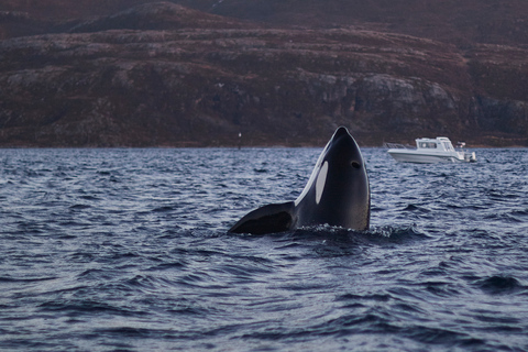 From Tromso: Whale Watching in Magic Skjervoy