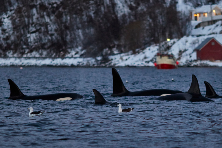 From Tromso: Whale Watching in Magic Skjervoy