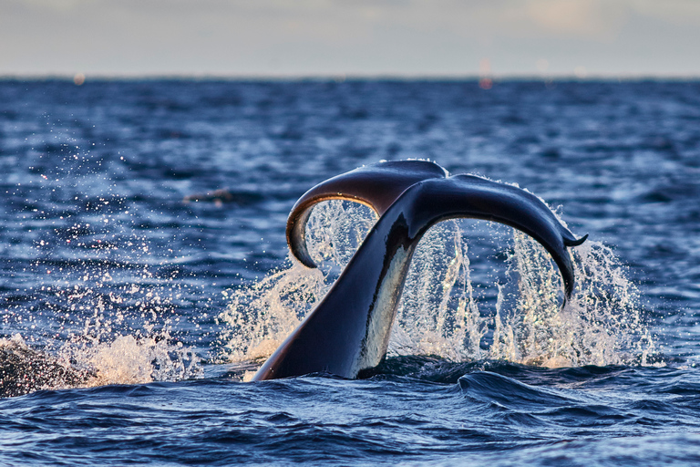 From Tromso: Whale Watching in Magic Skjervoy