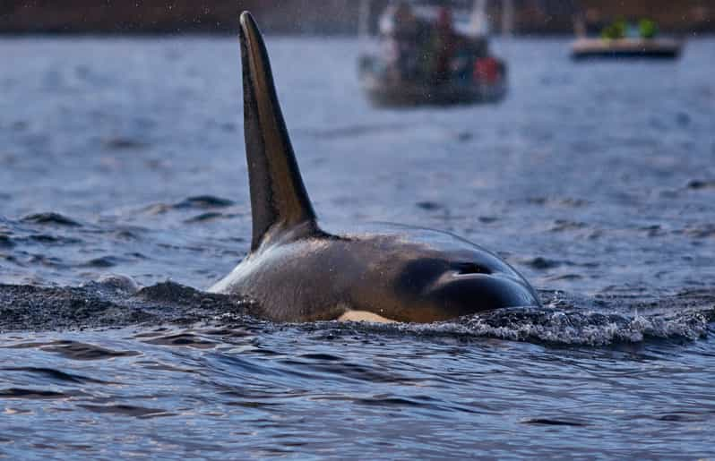 Da Tromso: Osservazione Delle Balene Nella Magica Skjervoy | GetYourGuide