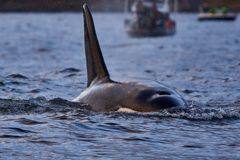 From Tromso: Whale Watching in Magic Skjervoy