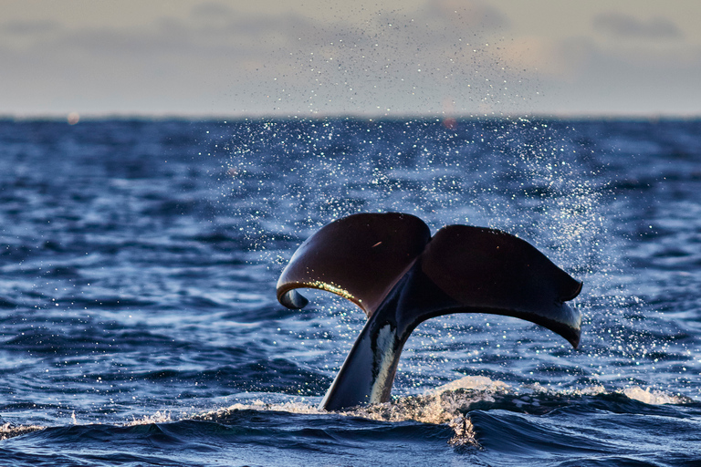 From Tromso: Whale Watching in Magic Skjervoy