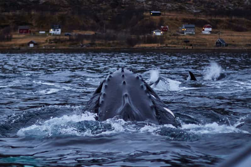 Fra Tromsø: Hvalsafari I Magiske Skjervoy | GetYourGuide